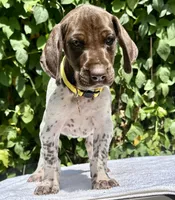 Daisy, a female German Shorthaired Pointer for sale in Oroville, CA – 1 of 10