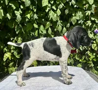 Ruby, a female German Shorthaired Pointer for sale in Oroville, CA – 4 of 10