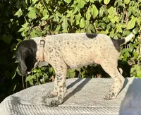 Sadie, a female German Shorthaired Pointer for sale in Oroville, CA – 4 of 10