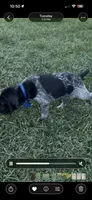 Onyx, a male German Shorthaired Pointer for sale in Oroville, CA – 5 of 10