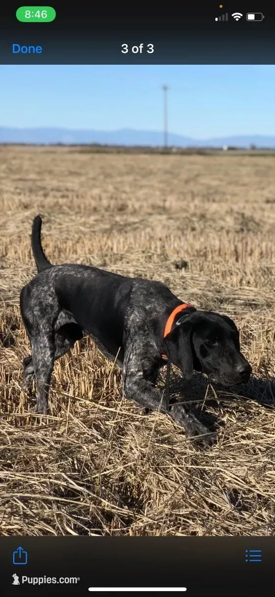 Voyager, a male German Shorthaired Pointer for sale in Oroville, CA – 7 of 10