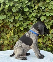 Onyx, a male German Shorthaired Pointer for sale in Oroville, CA – 2 of 10