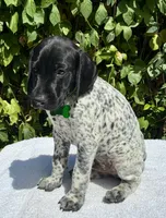 Major, a male German Shorthaired Pointer for sale in Oroville, CA – 5 of 10