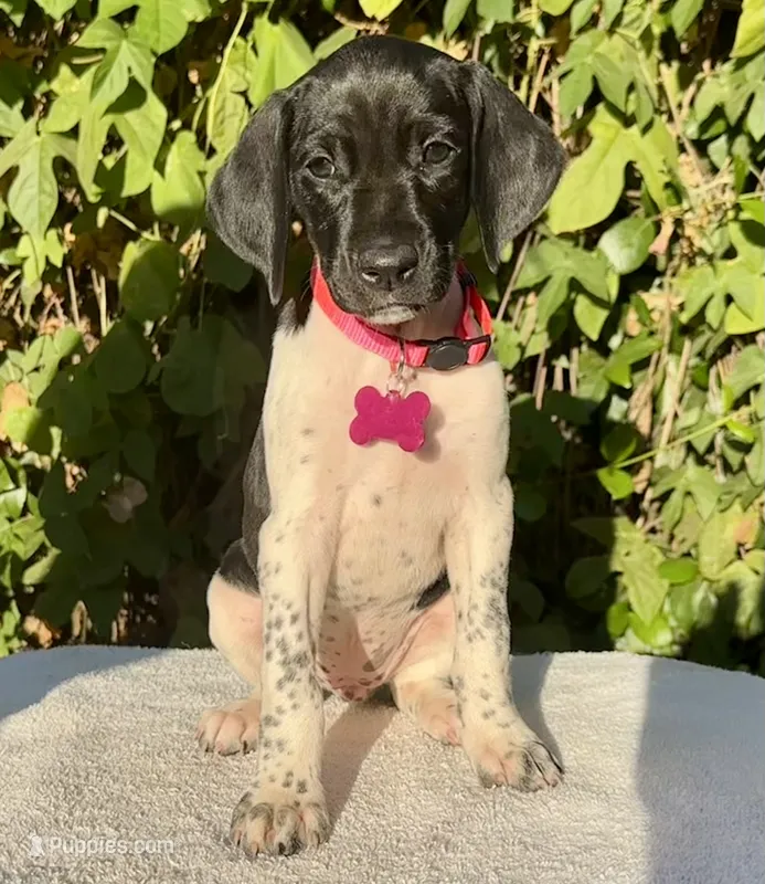 Birdie – German Shorthaired Pointer puppy on hold in Oroville, CA
