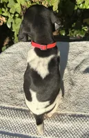 Birdie, a female German Shorthaired Pointer for sale in Oroville, CA – 3 of 10
