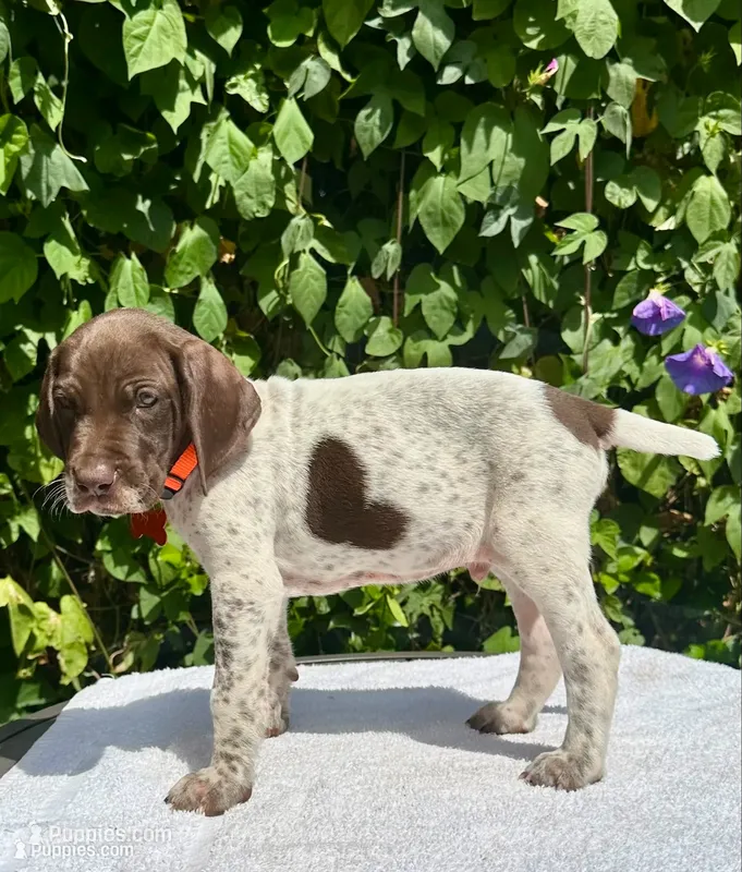Chief – German Shorthaired Pointer puppy for sale in Oroville, CA