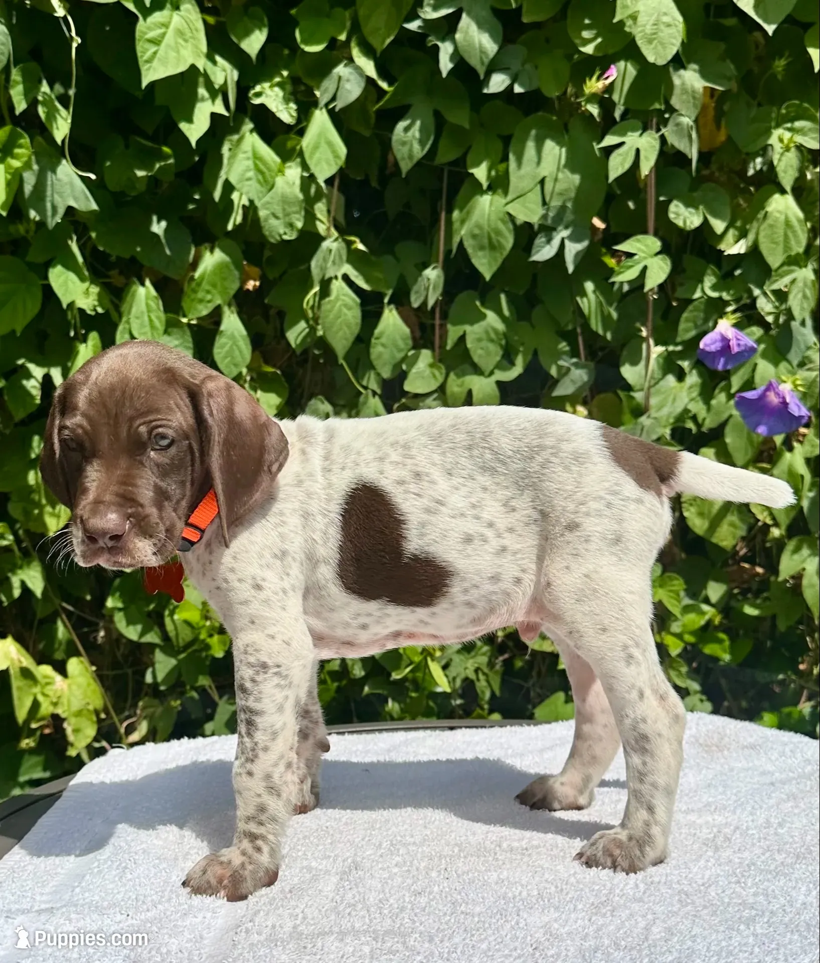 Chief, a male German Shorthaired Pointer for sale in Oroville, CA – 1 of 10