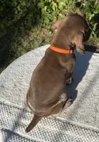 Sniper, a male German Shorthaired Pointer for sale in Oroville, CA – 4 of 10