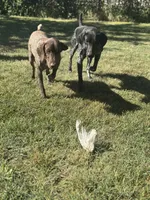 Sniper, a male German Shorthaired Pointer for sale in Oroville, CA – 9 of 10