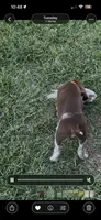 Sniper, a male German Shorthaired Pointer for sale in Oroville, CA – 6 of 10