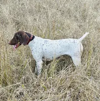 Ruby, a female German Shorthaired Pointer for sale in Oroville, CA – 8 of 10