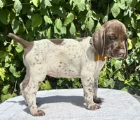 Daisy, a female German Shorthaired Pointer for sale in Oroville, CA – 4 of 10