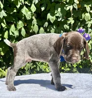 Valor, a male German Shorthaired Pointer for sale in Oroville, CA – 2 of 10