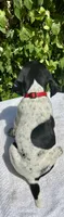 Ruby, a female German Shorthaired Pointer for sale in Oroville, CA – 2 of 10