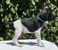 Jager, a male German Shorthaired Pointer for sale in Oroville, CA – 2 of 5