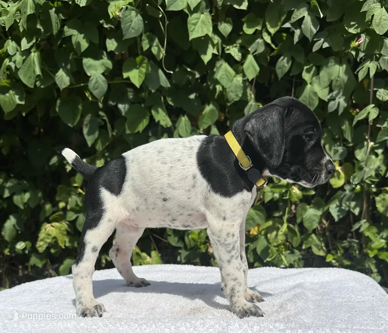 Diva – German Shorthaired Pointer puppy for sale in Oroville, CA
