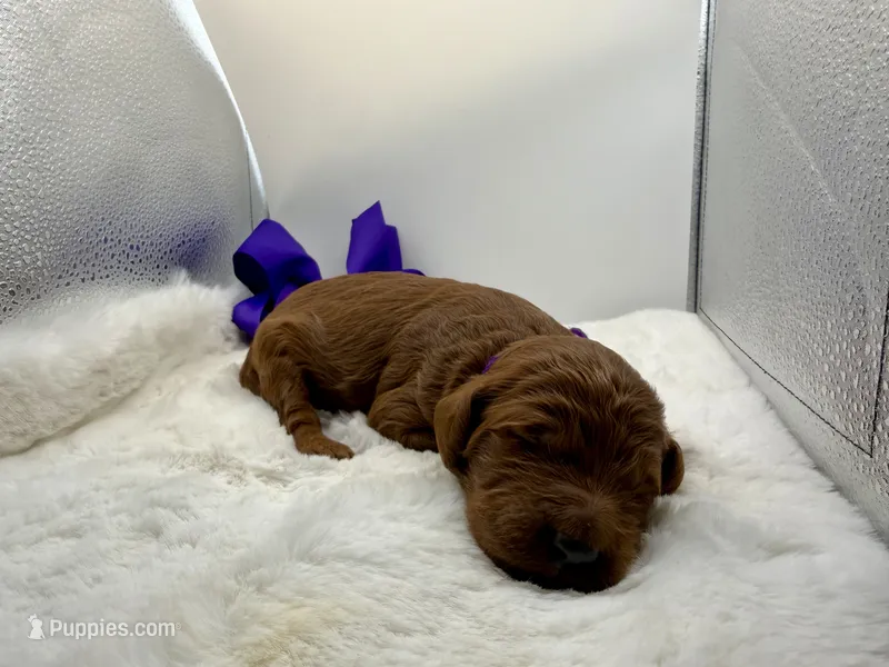 Purple male – Goldendoodle puppy for sale in Baytown, TX