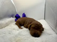 Purple male, a male Goldendoodle for sale in Baytown, TX – 1 of 1
