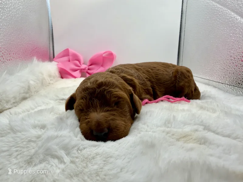 Pink female – Goldendoodle puppy for sale in Baytown, TX