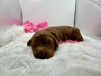 Pink female, a female Goldendoodle for sale in Baytown, TX – 1 of 1