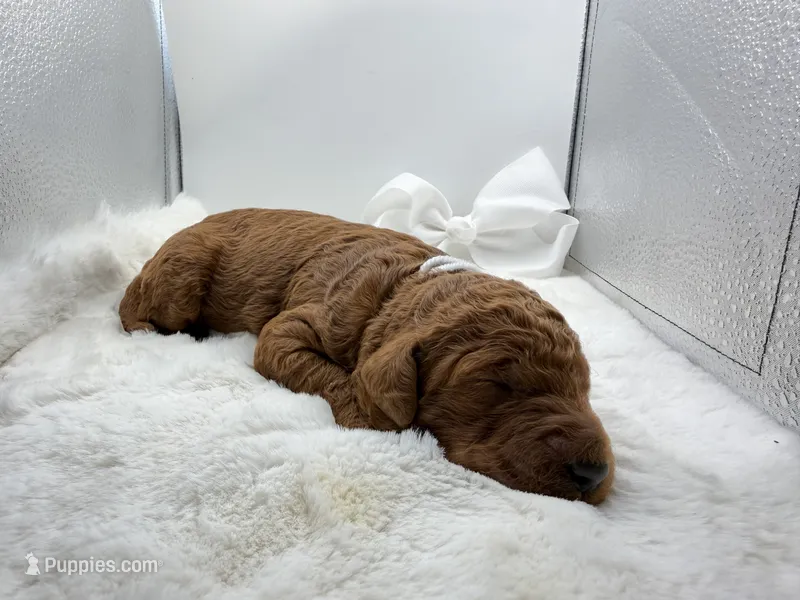 White female  – Goldendoodle puppy for sale in Baytown, TX