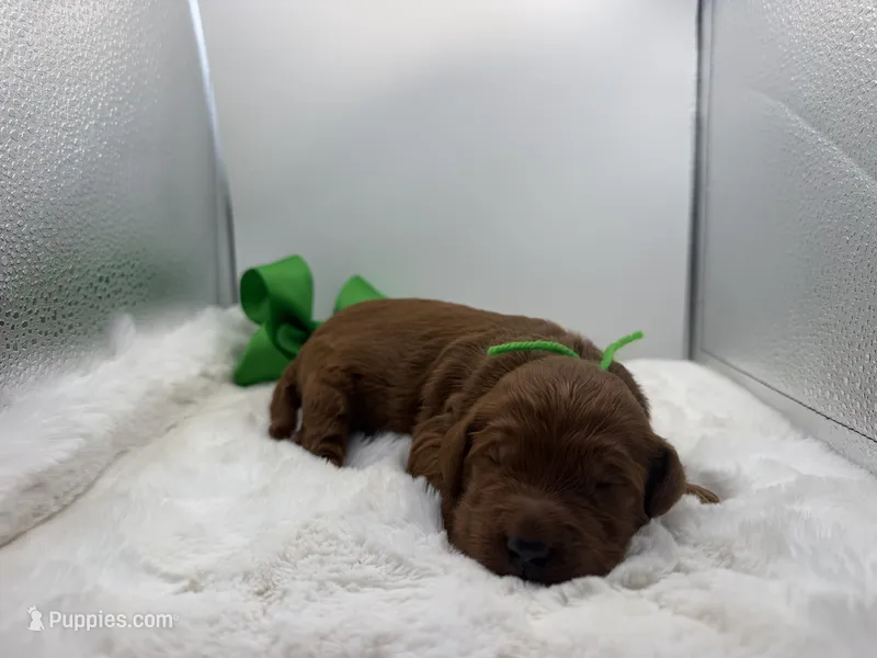 Green male – Goldendoodle puppy for sale in Baytown, TX