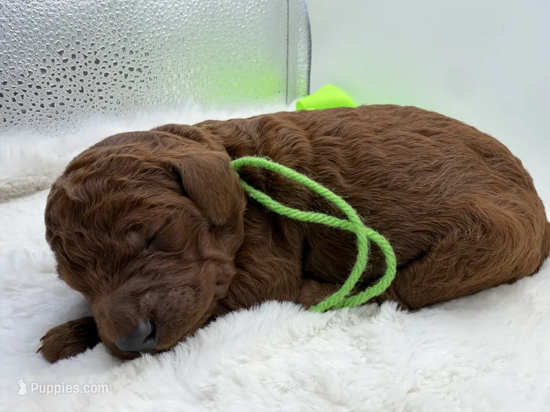 Lime female – Goldendoodle puppy for sale in Baytown, TX