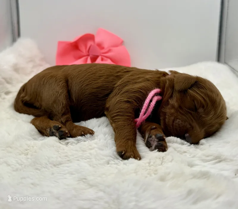 Neon pink female  – Goldendoodle puppy for sale in Baytown, TX
