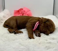 Neon pink female , a female Goldendoodle for sale in Baytown, TX – 1 of 1