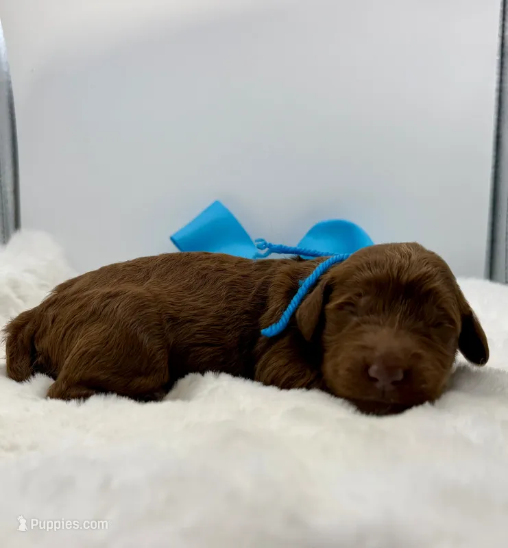 Turquoise female  – Goldendoodle puppy for sale in Baytown, TX