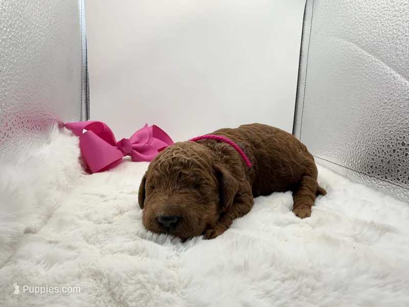 Magenta female – Goldendoodle puppy for sale in Baytown, TX