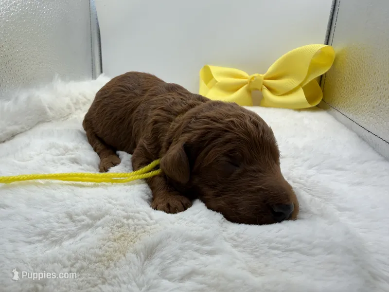 Yellow female – Goldendoodle puppy for sale in Baytown, TX