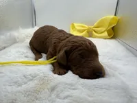 Yellow female, a female Goldendoodle for sale in Baytown, TX – 1 of 1