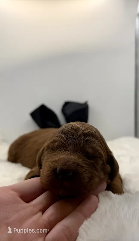 Black male  – Goldendoodle puppy for sale in Baytown, TX