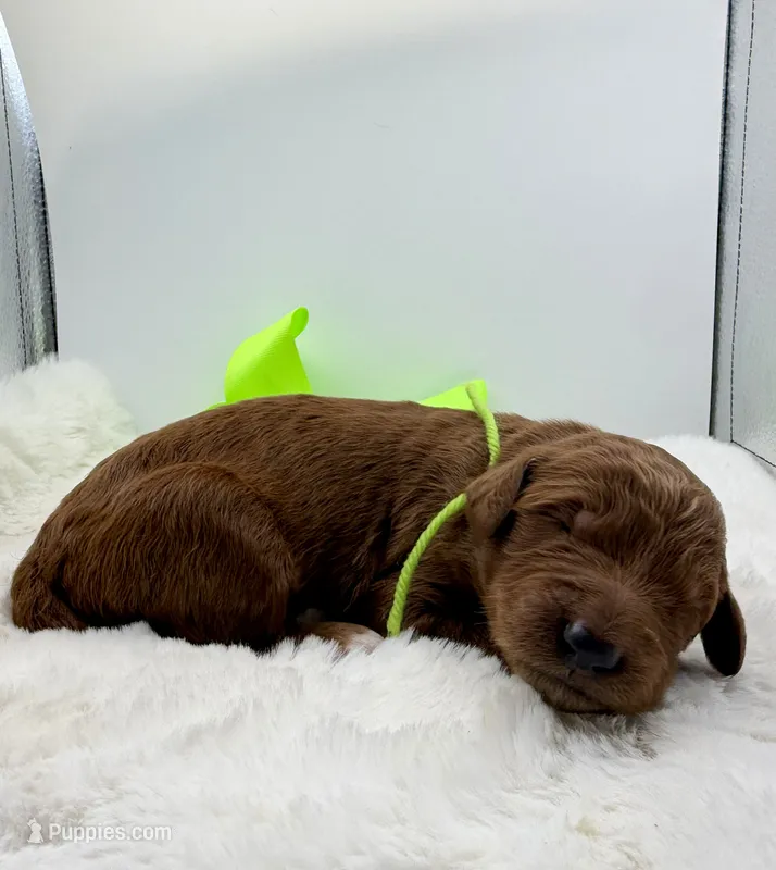 Female lime girl  – Goldendoodle puppy for sale in Baytown, TX