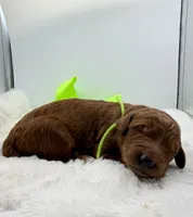 Female lime girl , a female Goldendoodle for sale in Baytown, TX – 1 of 1