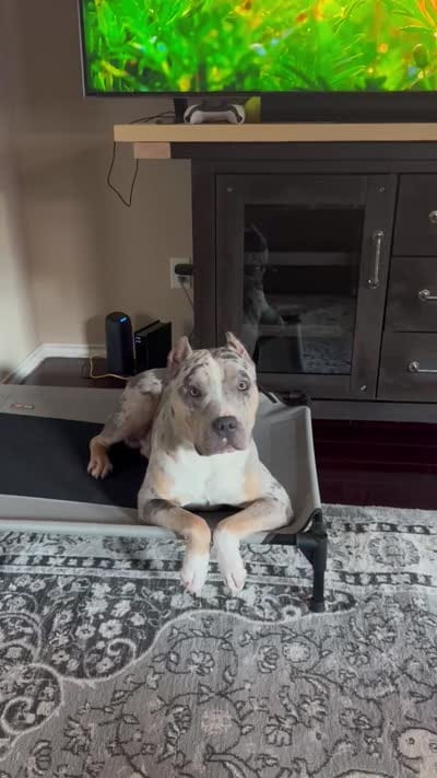 Draco, a male American Pit Bull Terrier for sale in Fort Worth, TX – 4 of 4
