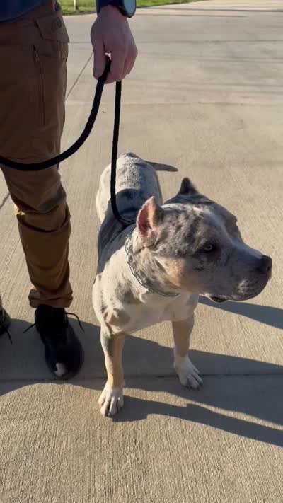Draco, a male American Pit Bull Terrier for sale in Fort Worth, TX – 2 of 6