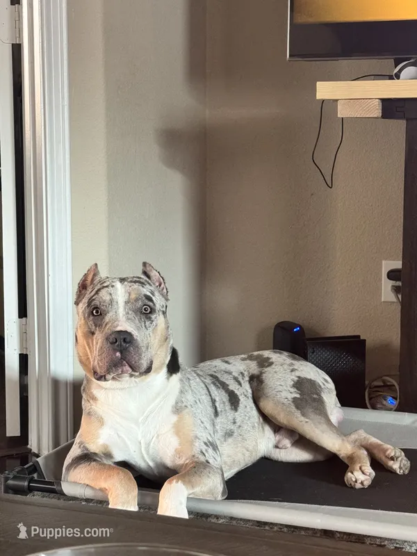 Draco – American Pit Bull Terrier puppy for sale in Fort Worth, TX