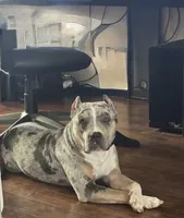 Draco, a male American Pit Bull Terrier for sale in Fort Worth, TX – 6 of 6