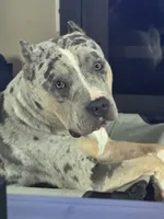 Draco, a male American Pit Bull Terrier for sale in Fort Worth, TX – 2 of 4