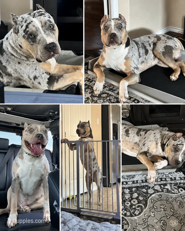 Draco – American Pit Bull Terrier puppy for sale in Fort Worth, TX