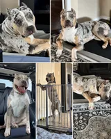 Draco, a male American Pit Bull Terrier for sale in Fort Worth, TX – 1 of 6