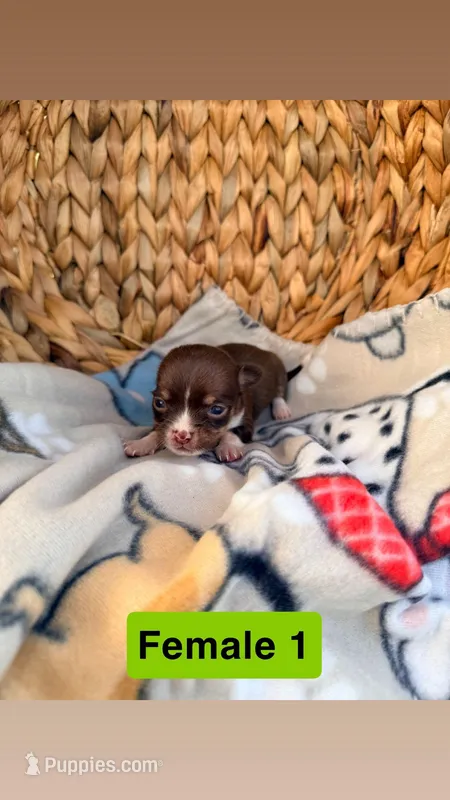 Litter 3 female 1 – Chihuahua puppy for sale in Laura, OH