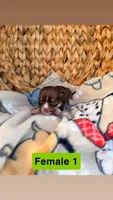 Litter 3 female 1, a female Chihuahua for sale in Laura, OH – Photo 1 of 3