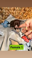 Litter 3 female 1, a female Chihuahua for sale in Laura, OH – Photo 3 of 3
