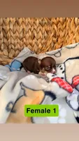 Litter 3 female 1, a female Chihuahua for sale in Laura, OH – Photo 2 of 3