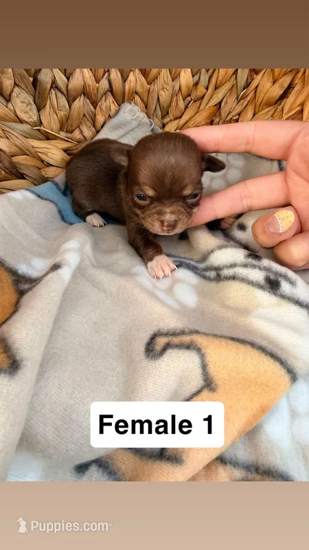 Litter 3 female 1 – Chihuahua puppy for sale in Laura, OH