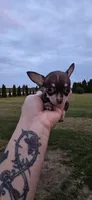 Male 1, a male Chihuahua for sale in Laura, OH – 2 of 2