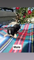 Litter 3 male 2, a male Chihuahua for sale in Laura, OH – 3 of 8